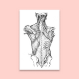 Anatomy