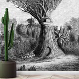 Baobab