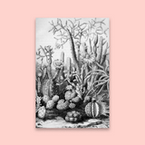 Cactus Garden