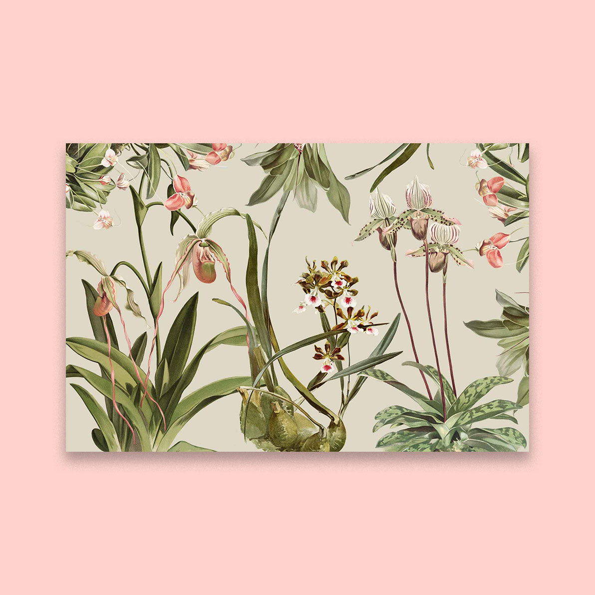 Orchid Kingdom