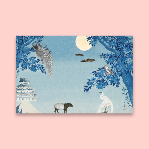 Night Owl