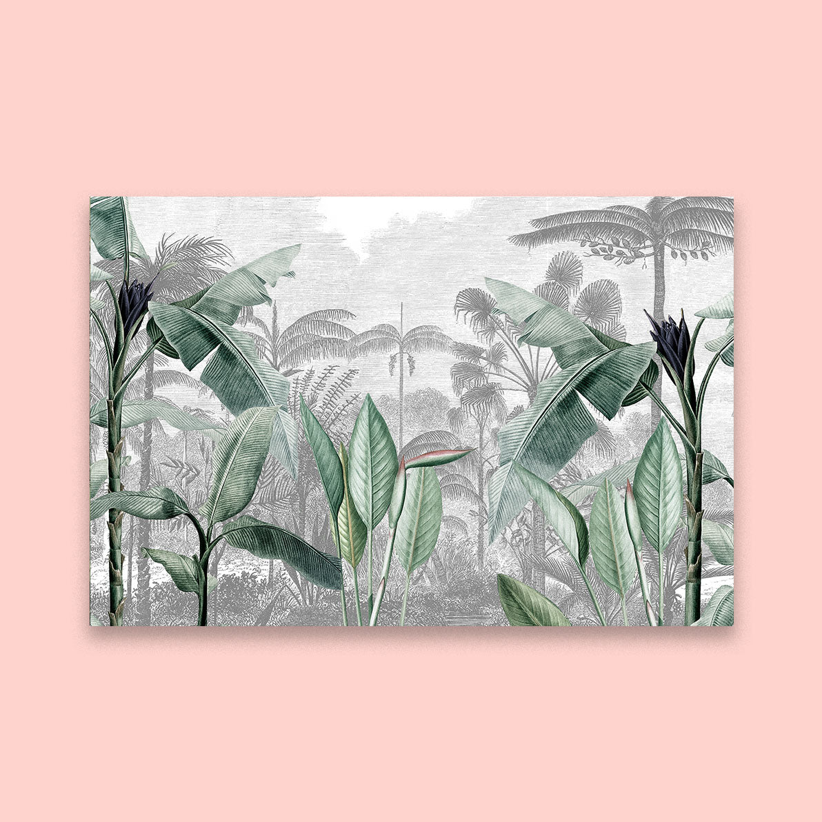 KZN Palms