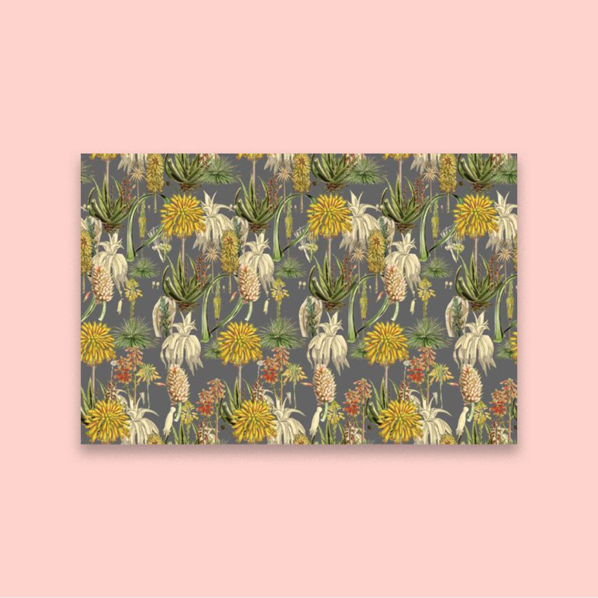 Aloe Aloe