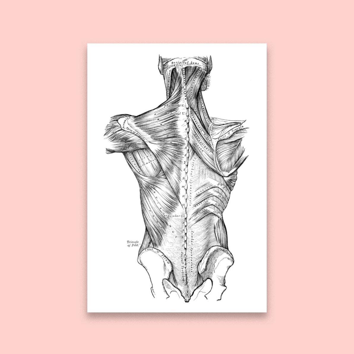 Anatomy