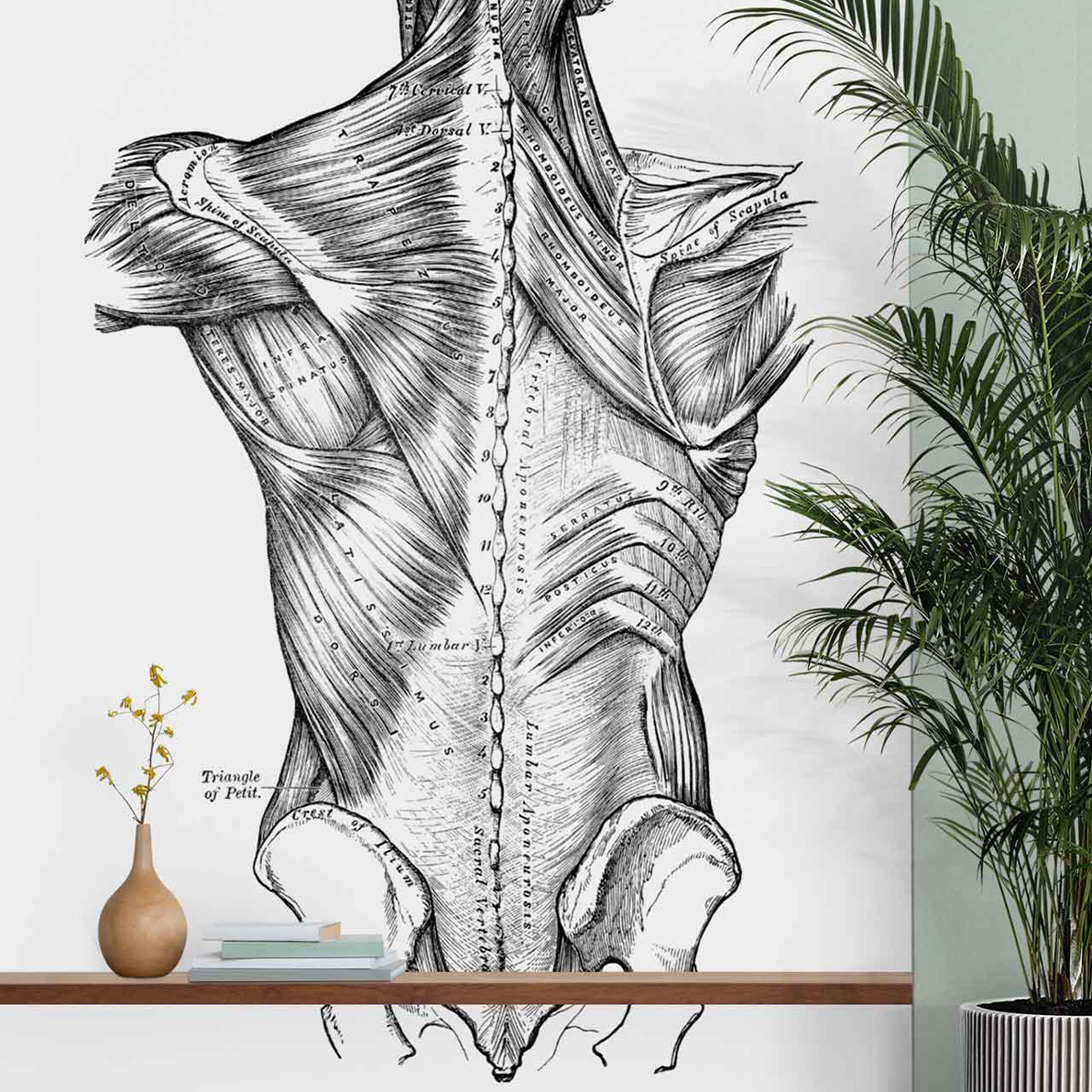 Anatomy