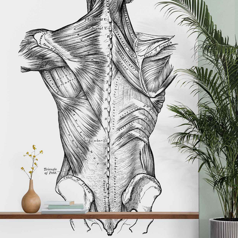 Anatomy