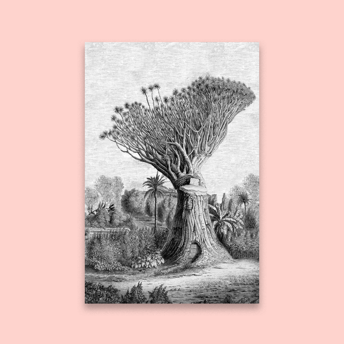 Baobab