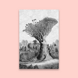 Baobab