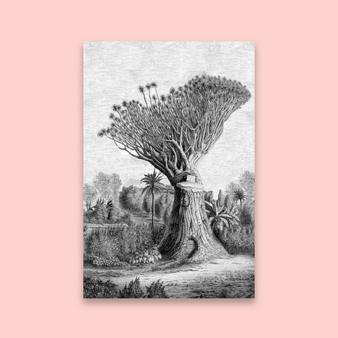 Baobab