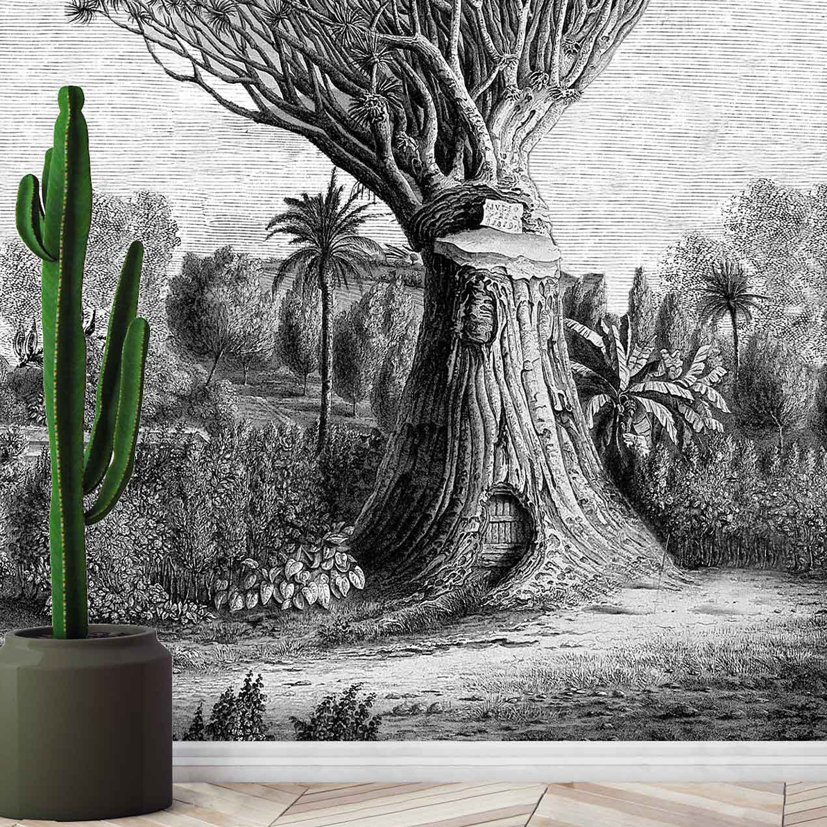 Baobab
