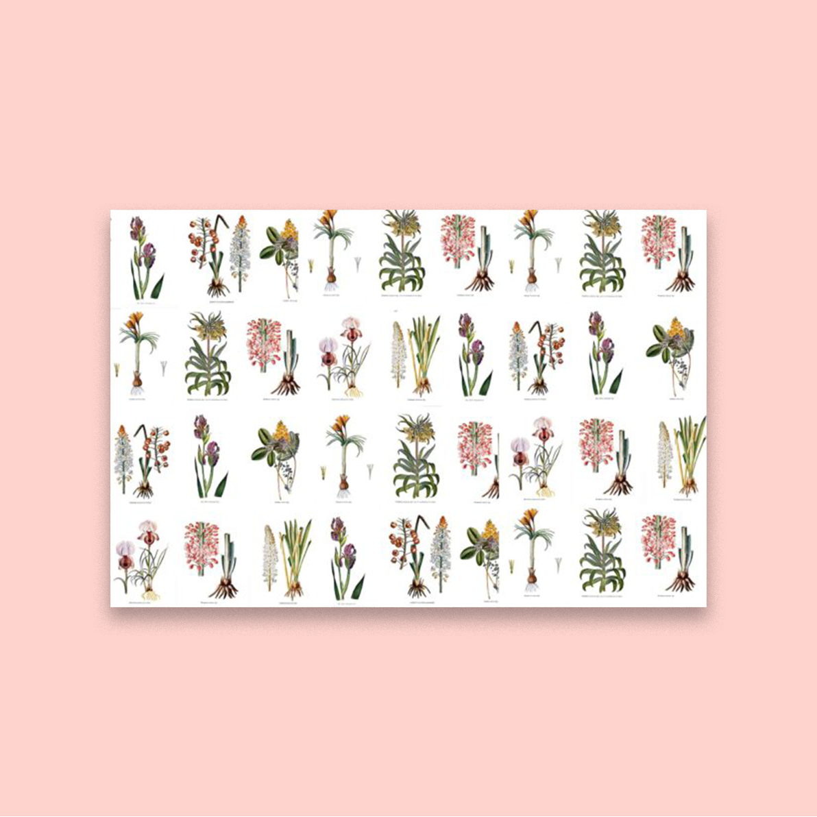Botanist's Wall