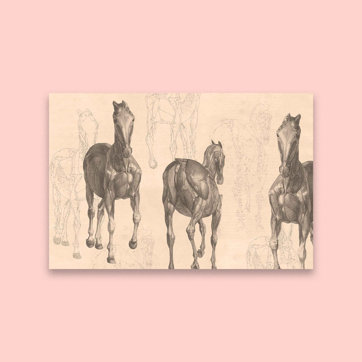 Bronco (Sepia)