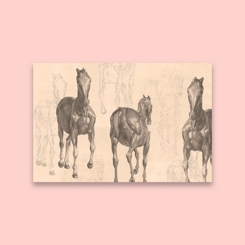Bronco (Sepia)