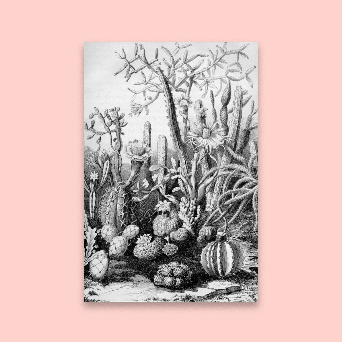 Cactus Garden