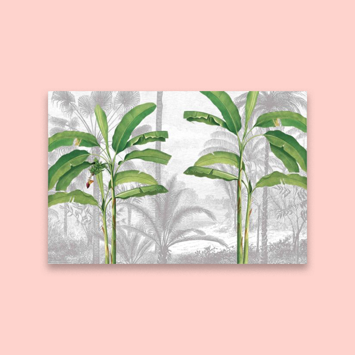 Cara Palms