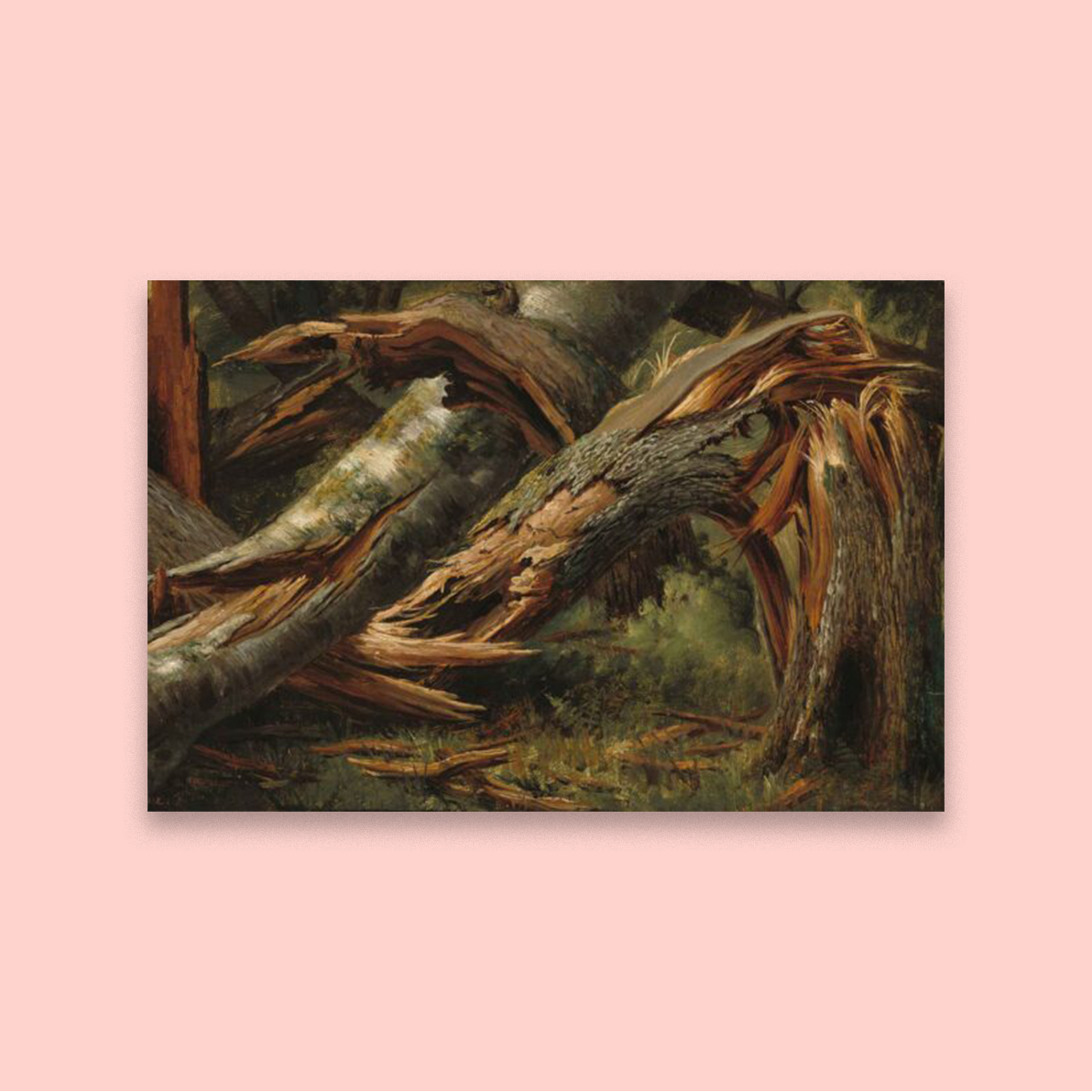 Fallen Tree