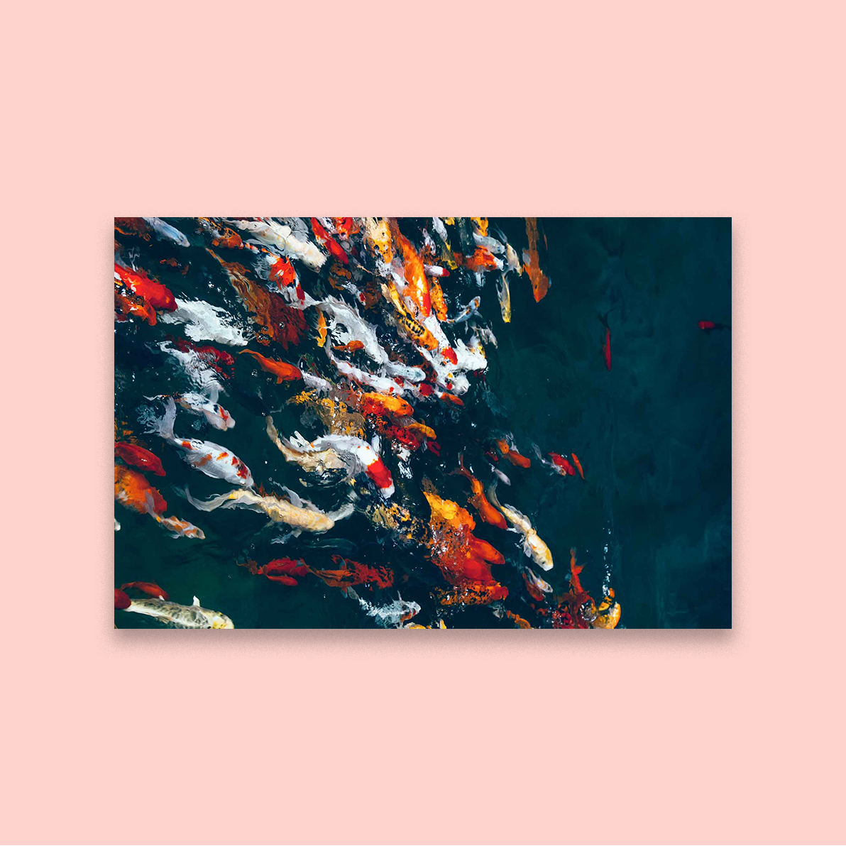 Koi Commute