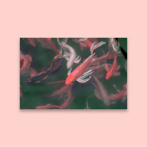 Koi Pond