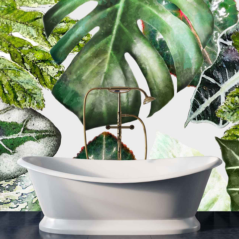 Oasis