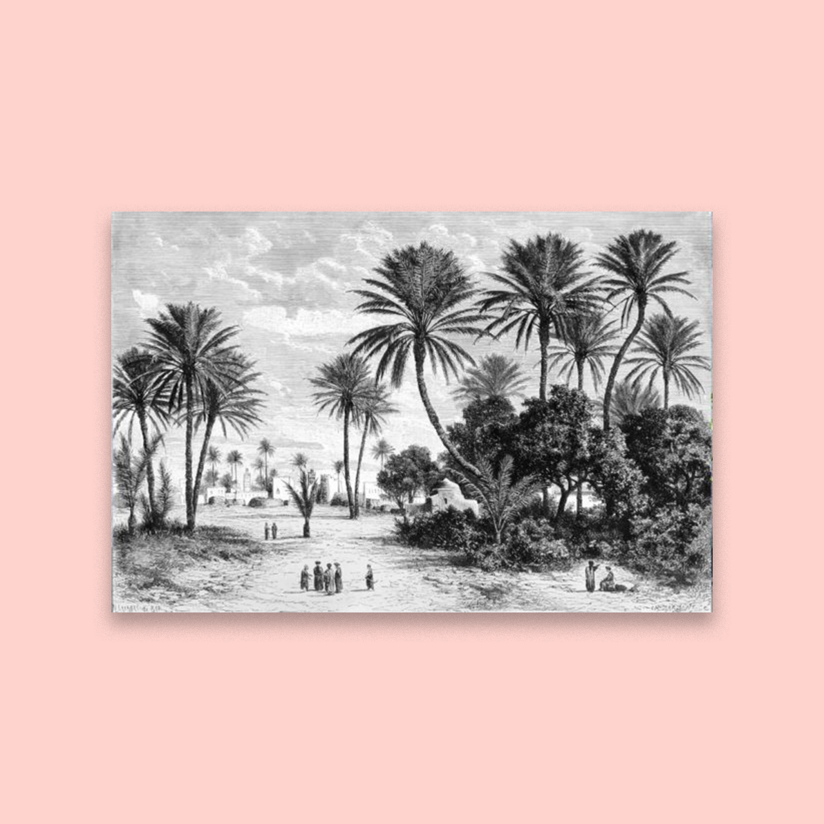 Oasis in Tunis