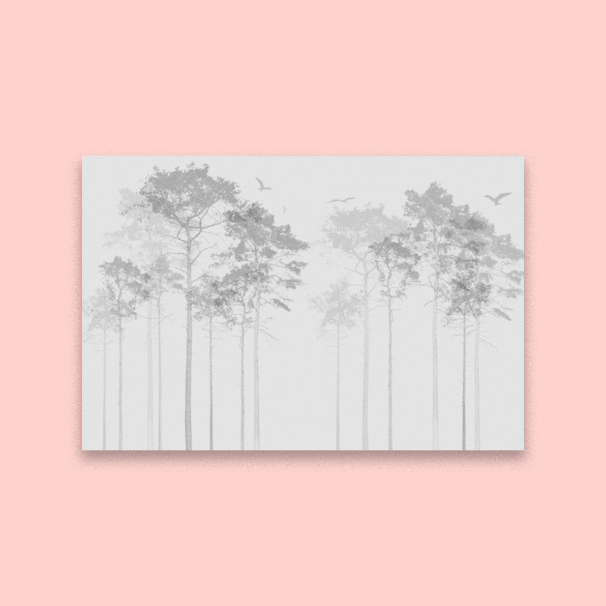 Scotch Pine