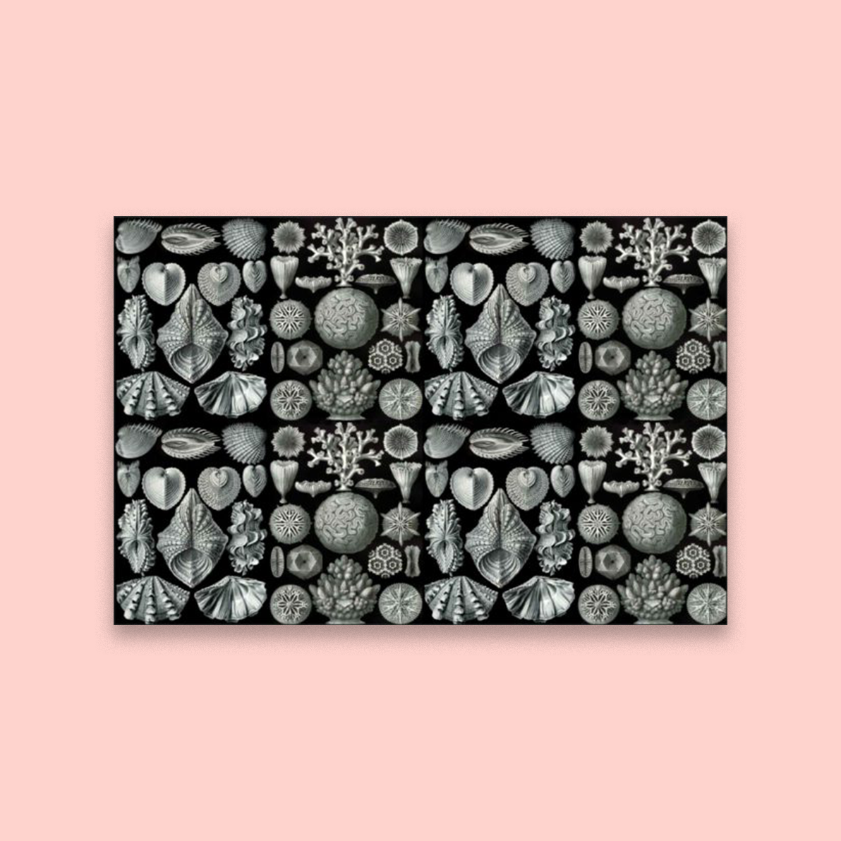 Secret Shells