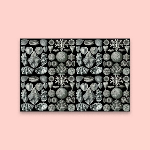 Secret Shells