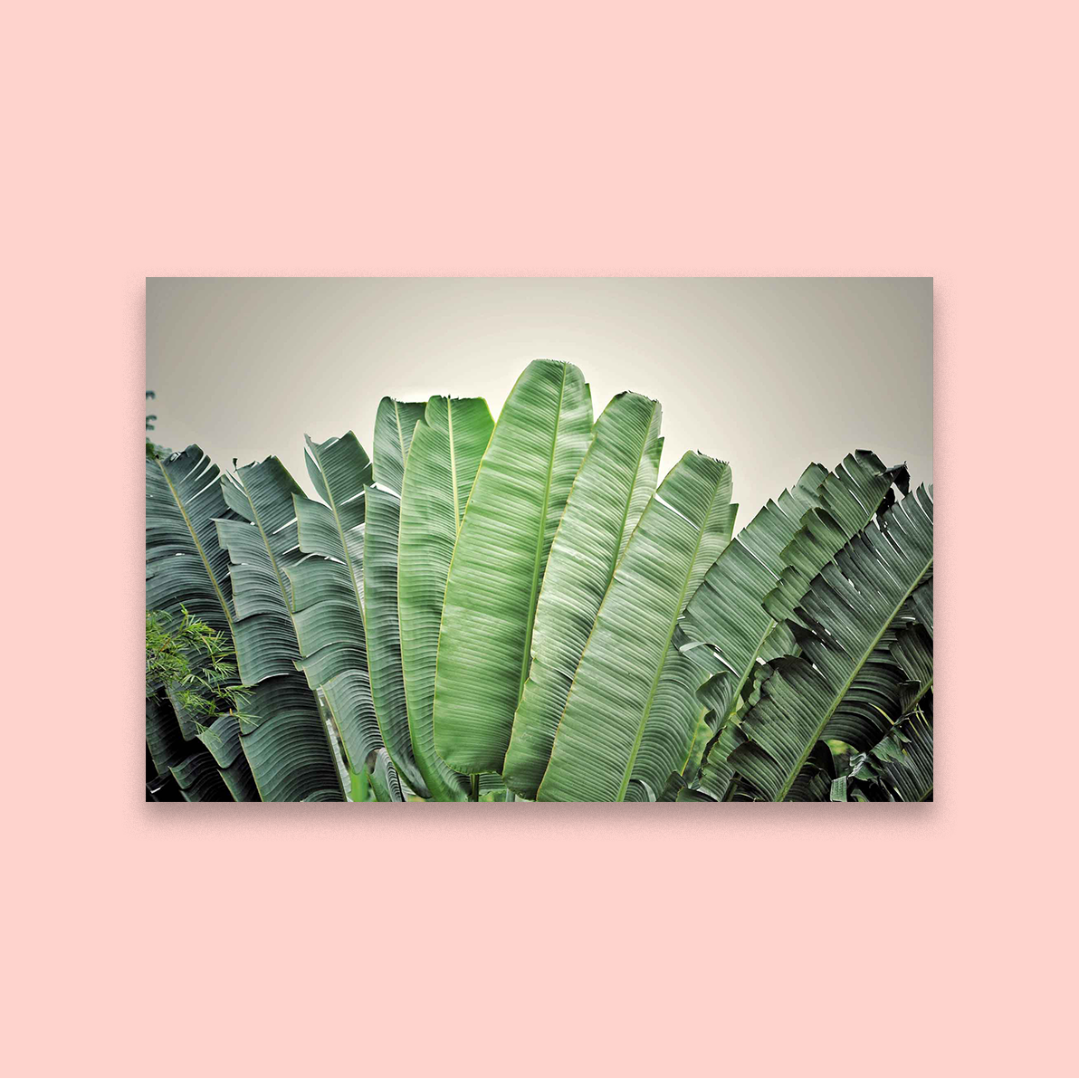 Tropical Fan