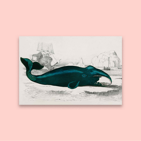 Whale of a Time